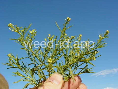 pepperweed, greenflower